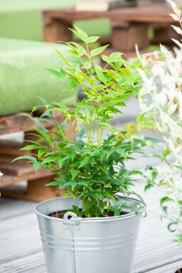 Himmelsbambus Nandina domestica 'Lemon and Lime' strauch Nandina domestica 'Lemon and Lime'