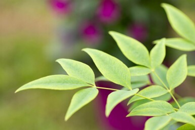 Himmelsbambus Nandina domestica 'Lemon and Lime' strauch Nandina domestica 'Lemon and Lime'