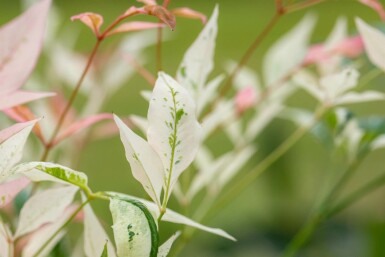 Himmelsbambus Nandina domestica 'Twilight' strauch Nandina domestica 'Twilight' Strauch