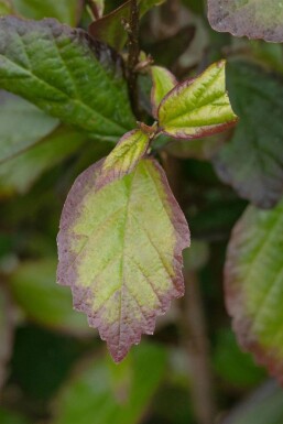 Parrotia persica 'Persian Spire'