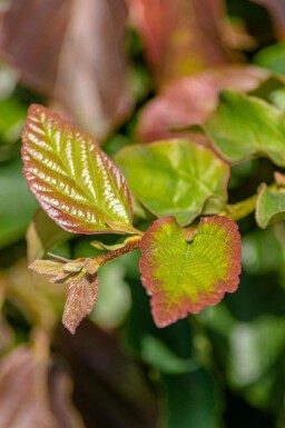 Persischer eisenholzbaum Parrotia persica 'Vanessa' strauch Parrotia persica 'Vanessa' Strauch