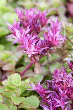Garten-Teppich-Fettblatt Sedum spurium 'Fuldaglut' 5-10 Topf 9x9 cm (P9) Sedum spurium 'Fuldaglut'
