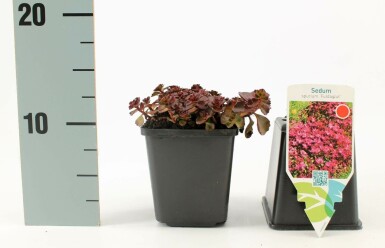 Garten-Teppich-Fettblatt Sedum spurium 'Fuldaglut' 5-10 Topf 9x9 cm (P9) Sedum spurium 'Fuldaglut'