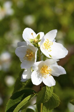 Bauernjasmin Philadelphus coronarius strauch Philadelphus coronarius Strauch