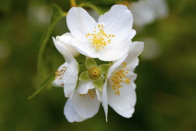 Bauernjasmin Philadelphus coronarius strauch Philadelphus coronarius Strauch
