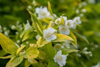 Bauernjasmin Philadelphus coronarius 'Aureus' strauch Philadelphus coronarius 'Aureus' Strauch