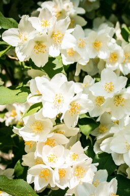Bauernjasmin Philadelphus 'Lemoinei' strauch Philadelphus 'Lemoinei' Strauch