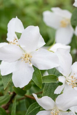 Bauernjasmin Philadelphus 'Manteau d'Hermine' strauch Philadelphus 'Manteau d'Hermine' Strauch