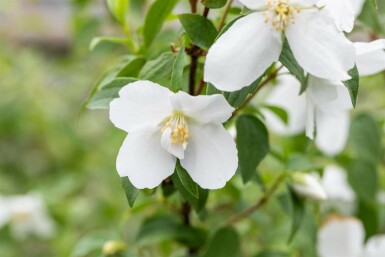 Bauernjasmin Philadelphus 'Manteau d'Hermine' strauch Philadelphus 'Manteau d'Hermine' Strauch