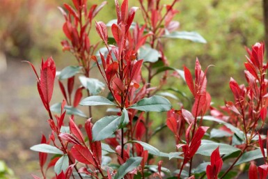 Glanzmispel Photinia fraseri 'Carré Rouge' strauch Photinia fraseri 'Carré Rouge'