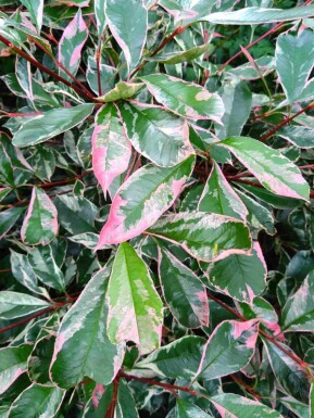 Glanzmispel Photinia fraseri 'Pink Marble' strauch Photinia fraseri 'Pink Marble'