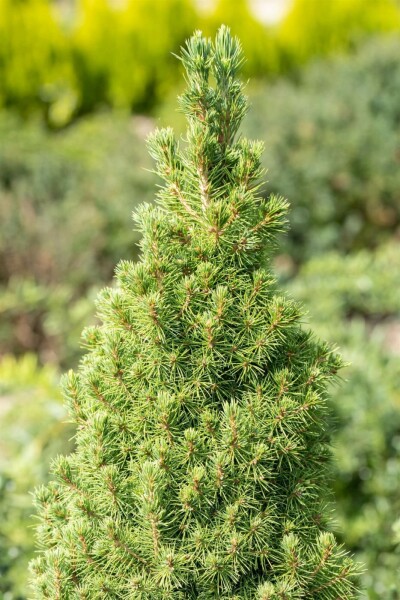 Zuckerhutfichte Picea glauca 'Conica' strauch Picea glauca 'Conica' Strauch