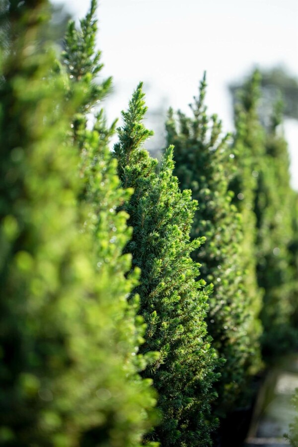 Zuckerhutfichte Picea glauca 'Conica' strauch Picea glauca 'Conica' Strauch