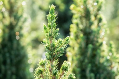 Zuckerhutfichte Picea glauca 'Conica' strauch Picea glauca 'Conica' Strauch
