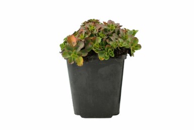 Teppich-Fettblatt Sedum spurium 'Schorbuser Blut' 5-10 Topf 9x9 cm (P9) Sedum spurium 'Schorbuser Blut'