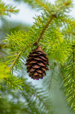 Serbische fichte Picea omorika strauch Picea omorika Strauch