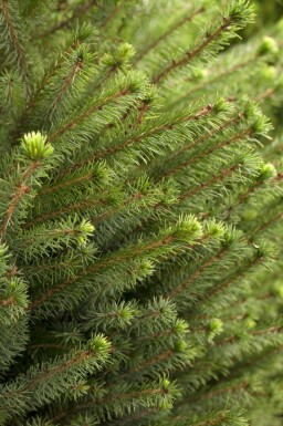 Serbische fichte Picea omorika strauch Picea omorika Strauch