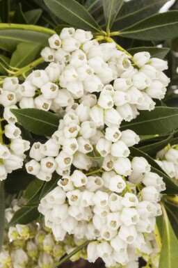 Japanische lavendelheide Pieris japonica 'Debutante' strauch Pieris japonica 'Debutante' Strauch