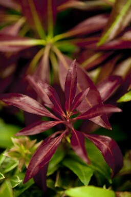 Japanische lavendelheide Pieris japonica 'Katsura' strauch Pieris japonica 'Katsura' Strauch