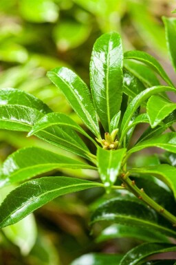 Japanische lavendelheide Pieris japonica 'Passion' strauch Pieris japonica 'Passion' Strauch