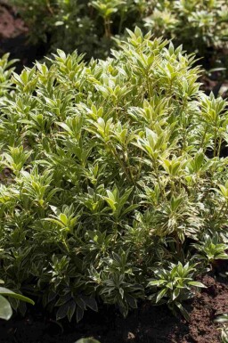 Andromeda Pieris japonica 'Variegata' strauch Pieris japonica 'Variegata' Strauch