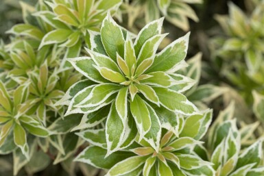 Pieris japonica 'Variegata'