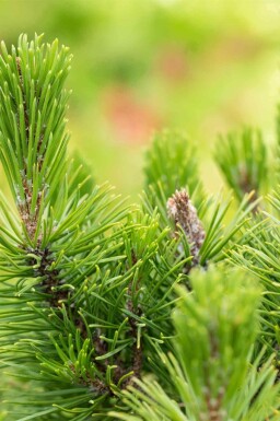 Latschenkiefer Pinus mugo 'Mops' strauch Pinus mugo 'Mops' Strauch