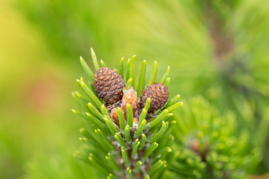 Latschenkiefer Pinus mugo 'Mops' strauch Pinus mugo 'Mops' Strauch