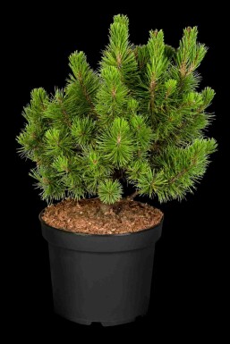 Latschenkiefer Pinus mugo 'Mops' strauch Pinus mugo 'Mops' Strauch