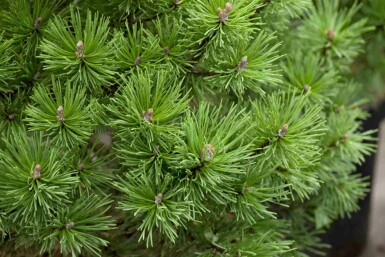 Latschenkiefer Pinus mugo 'Mops' strauch Pinus mugo 'Mops' Strauch