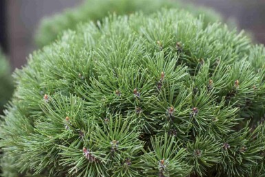 Latschenkiefer Pinus mugo 'Mops' strauch Pinus mugo 'Mops' Strauch