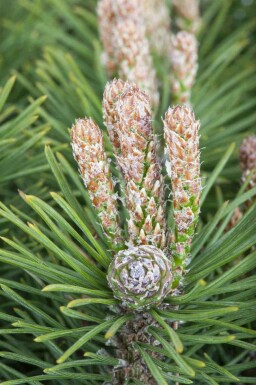 Latschenkiefer Pinus mugo 'Mops' strauch Pinus mugo 'Mops' Strauch