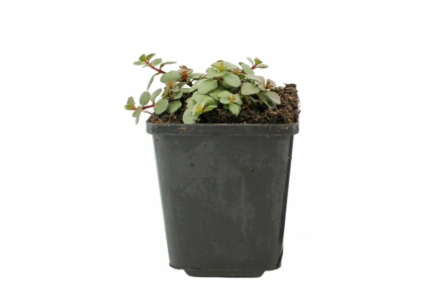 Garten-Teppich-Fettblatt Sedum spurium 'Splendens' 5-10 Topf 9x9 cm (P9) Sedum spurium 'Splendens'