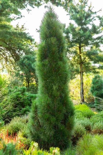 Schwarzkiefer Pinus nigra 'Green Tower' strauch Pinus nigra 'Green Tower' Strauch