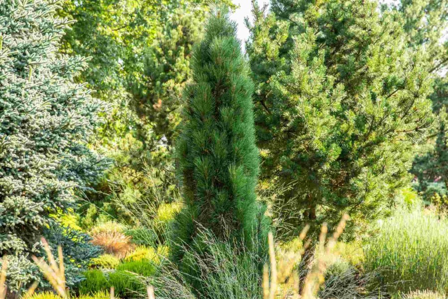 Schwarzkiefer Pinus nigra 'Green Tower' strauch Pinus nigra 'Green Tower' Strauch