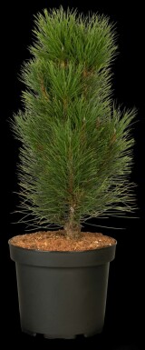 Schwarzkiefer Pinus nigra 'Green Tower' strauch Pinus nigra 'Green Tower' Strauch