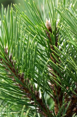 Schwarzkiefer Pinus nigra 'Nana' strauch Pinus nigra 'Nana' Strauch