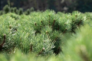 Schwarzkiefer Pinus nigra 'Nana' strauch Pinus nigra 'Nana' Strauch