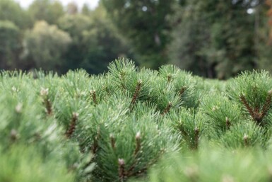 Schwarzkiefer Pinus nigra 'Nana' strauch Pinus nigra 'Nana' Strauch