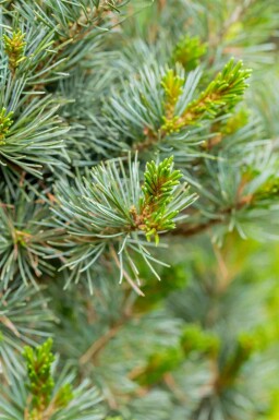Weiße kiefer Pinus parviflora 'Negishi' strauch Pinus parviflora 'Negishi' Strauch