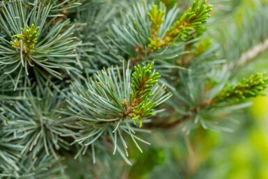 Weiße kiefer Pinus parviflora 'Negishi' strauch Pinus parviflora 'Negishi' Strauch