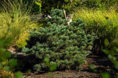 Weiße kiefer Pinus parviflora 'Negishi' strauch Pinus parviflora 'Negishi' Strauch