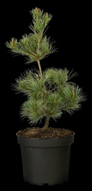 Weiße kiefer Pinus parviflora 'Negishi' strauch Pinus parviflora 'Negishi' Strauch