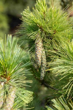 Mazedonische kiefer Pinus peuce strauch Pinus peuce