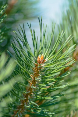 Waldkiefer Pinus sylvestris strauch Pinus sylvestris