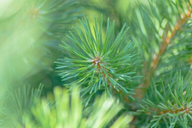 Waldkiefer Pinus sylvestris strauch Pinus sylvestris