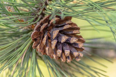 Waldkiefer Pinus sylvestris strauch Pinus sylvestris Strauch