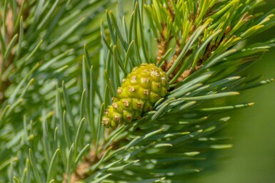 Silberkiefer Pinus sylvestris 'Watereri' strauch Pinus sylvestris 'Watereri' Strauch