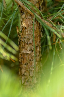 Silberkiefer Pinus sylvestris 'Watereri' strauch Pinus sylvestris 'Watereri' Strauch
