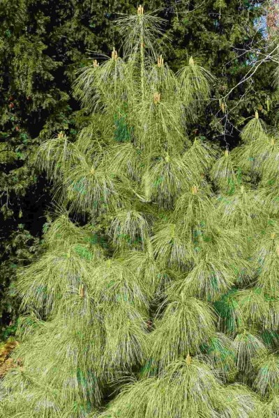 Tränenkiefer Pinus wallichiana strauch Pinus wallichiana Strauch